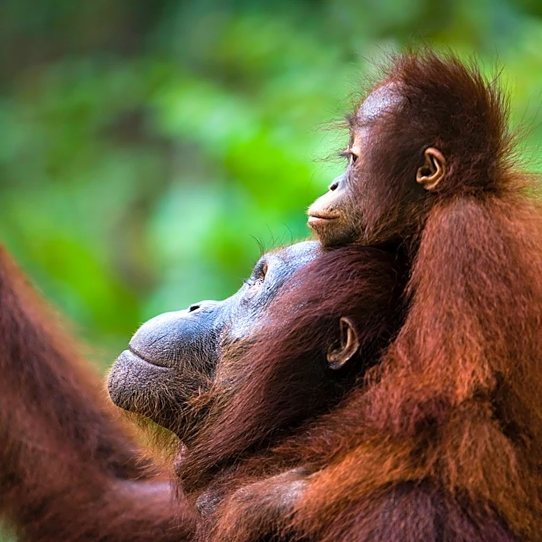 Wildlife Wing Forms Panel to Assess Rescued Orangutans in Balasore Forest Division