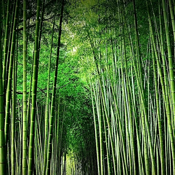 Edison Township Council Rescinds Bamboo Ban Ordinance