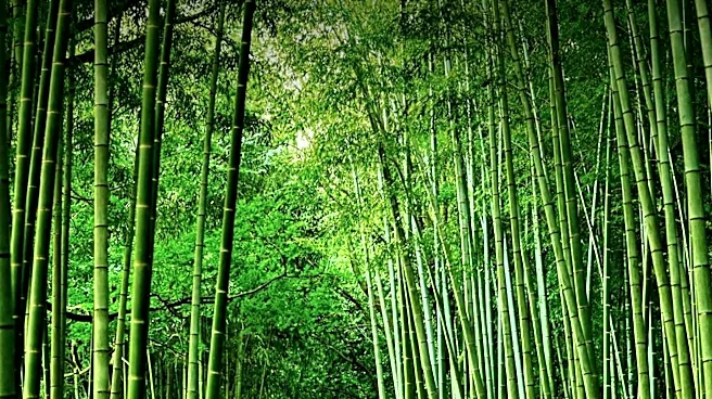 Edison Township Council Rescinds Bamboo Ban Ordinance