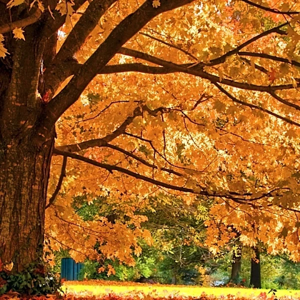 Morton Arboretum Advises on Fall Foliage and Tree Care Amidst Climate Volatility