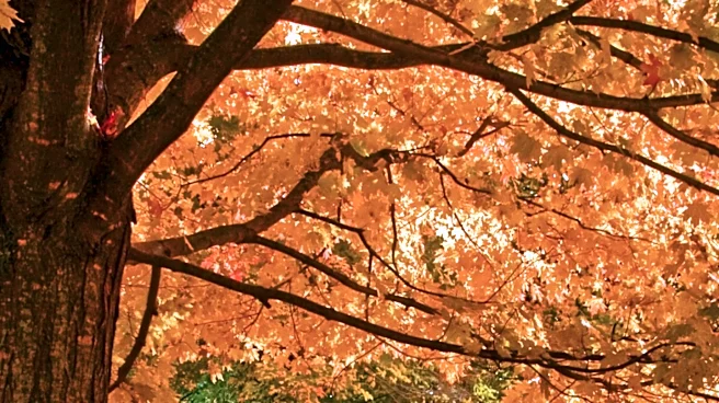 Morton Arboretum Advises on Fall Foliage and Tree Care Amidst Climate Volatility