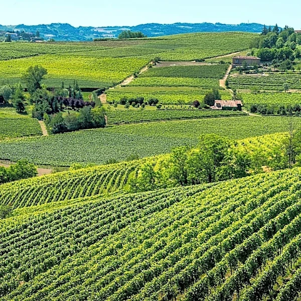 USDA Allocates $4 Million to Combat Glassy-Winged Sharpshooter Threatening California Wine Industry