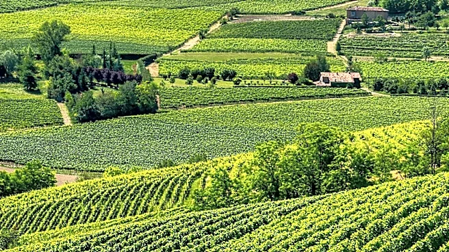 USDA Allocates $4 Million to Combat Glassy-Winged Sharpshooter Threatening California Wine Industry