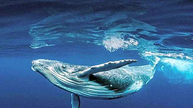 Antarctic Krill Overfishing Threatens Humpback Whale Recovery and Marine Ecosystems