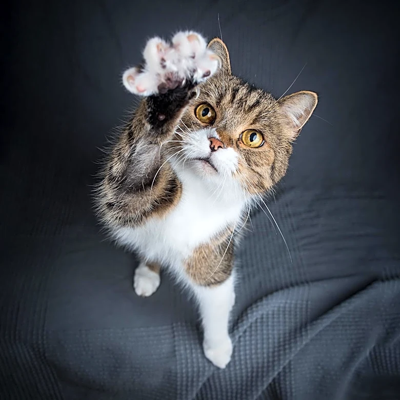 Three Individuals Charged in Tennessee After Cats Shot with Blow Darts