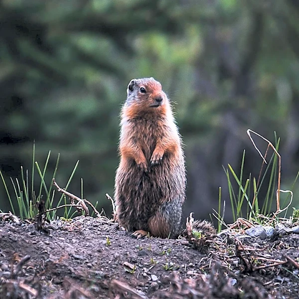 Mountain-Dwelling Marmots Mysteriously Appear in Bay Area Cities, Baffling Experts
