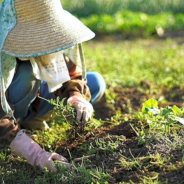Midwest Farmers Embrace Regenerative Agriculture with Spiritual Focus