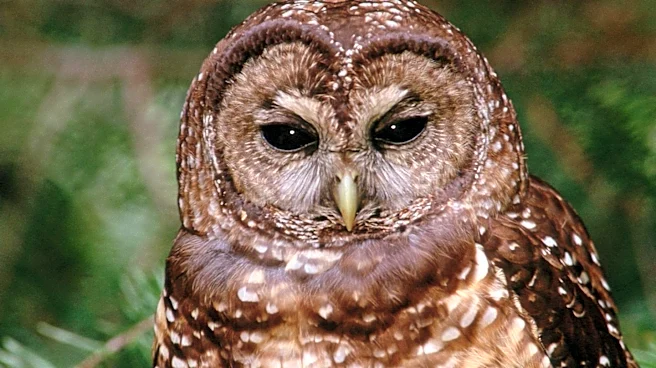 Green Diamond Resource Company Involved in Northern Spotted Owl Conservation Efforts in U.S.
