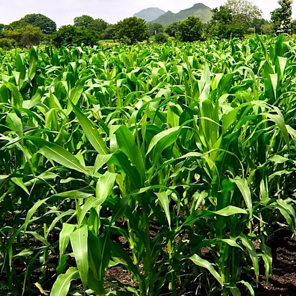 IICA Appoints New Technical Specialist to Bolster Agriculture and Fisheries in Saint Vincent and the Grenadines