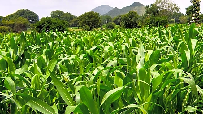 IICA Appoints New Technical Specialist to Bolster Agriculture and Fisheries in Saint Vincent and the Grenadines