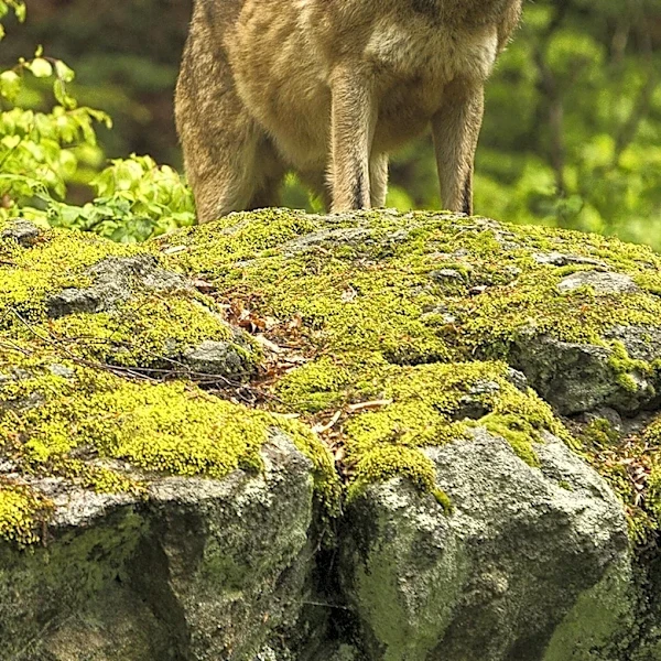 U.S. Representative Lauren Boebert Advocates for Lifting Gray Wolf Protections Amid Livestock Depredation in Colorado