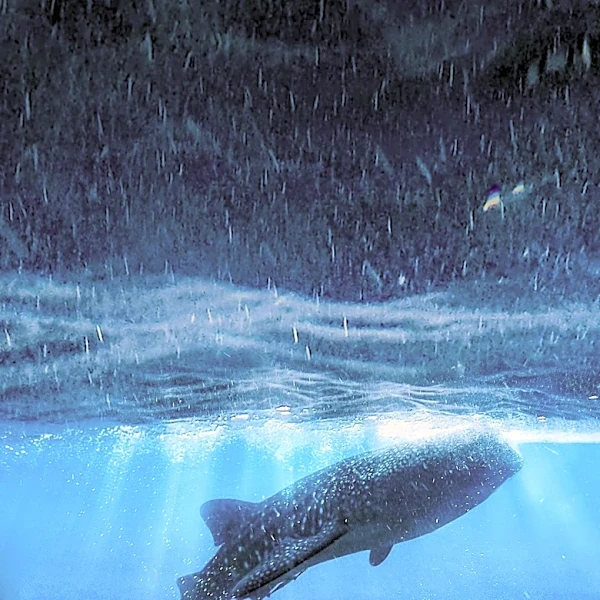 Endangered Whale Shark Sighted Off Malibu Coast, Indicating Shifting Marine Life Patterns