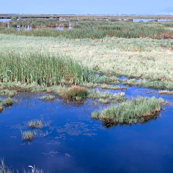 Pantheon Regeneration Initiates Large-Scale Peatland Restoration in North Carolina, Utilizing Carbon Credits