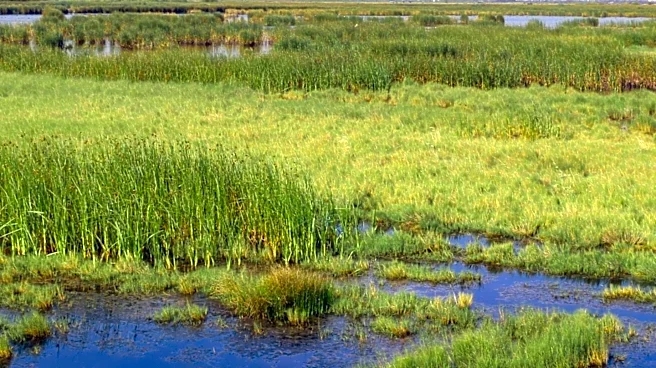 Pantheon Regeneration Initiates Large-Scale Peatland Restoration in North Carolina, Utilizing Carbon Credits