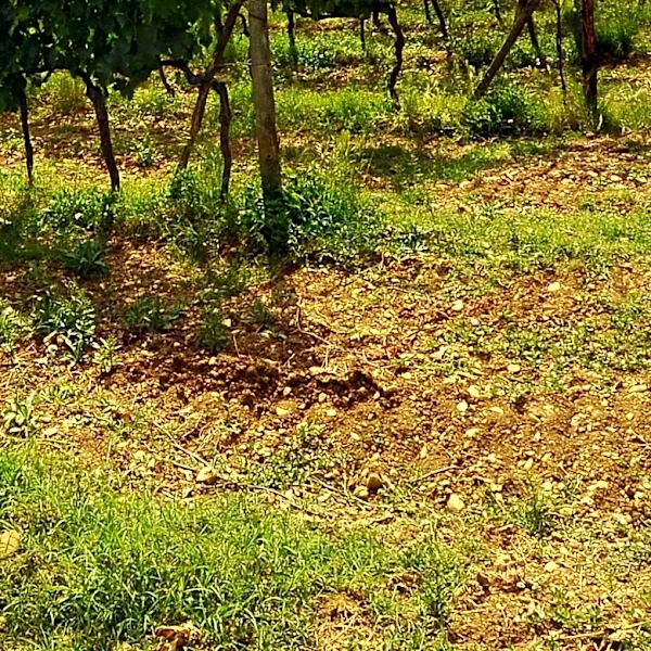 New York Wineries Confront Growing Threat from Spotted Lanternfly