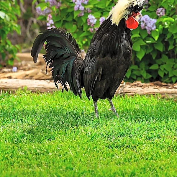 H5N1 Avian Flu Confirmed in Commercial Poultry Across Four U.S. States