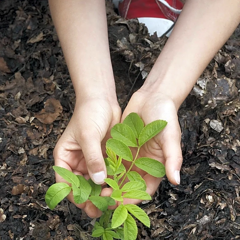Bensonhurst Chinese American Community Objects to NYC Tree Planting Plan Over Feng Shui Concerns