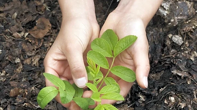 Bensonhurst Chinese American Community Objects to NYC Tree Planting Plan Over Feng Shui Concerns