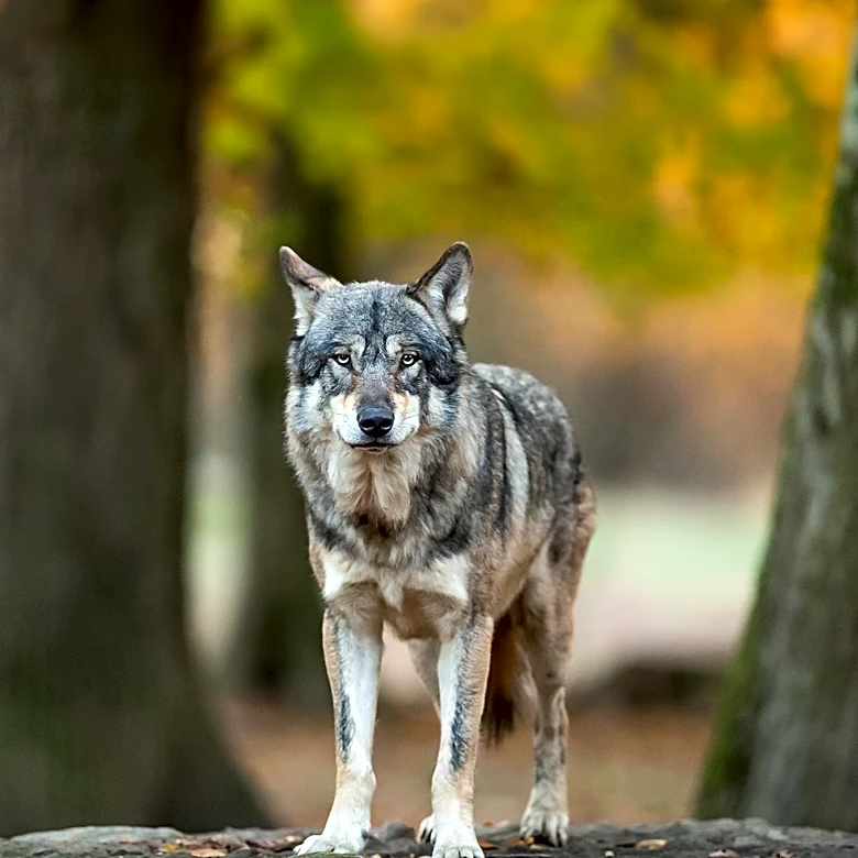 President Trump Orders Review of Gray Wolf Endangered Species Act Protections, Citing Support for Ranchers