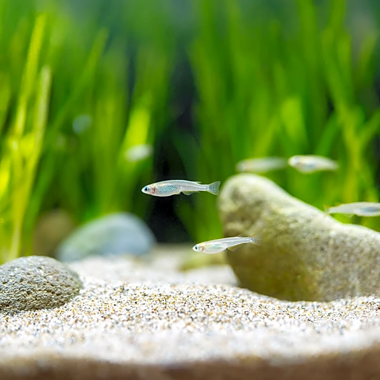 Wastewater Pollutant Alters Male Minnow Behavior, Impacts Reproduction in Whole-Lake Study