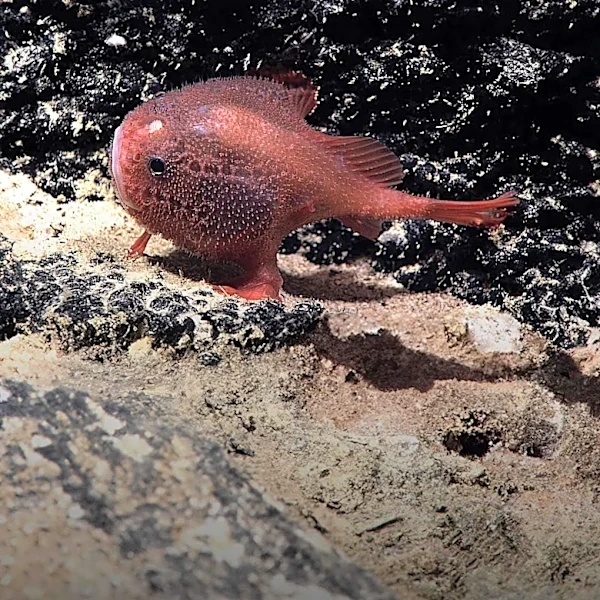 Antarctic Krill Discovered in Deep-Sea Hydrothermal Vents, Raising Questions About Ecosystem Resilience