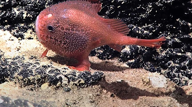 Antarctic Krill Discovered in Deep-Sea Hydrothermal Vents, Raising Questions About Ecosystem Resilience