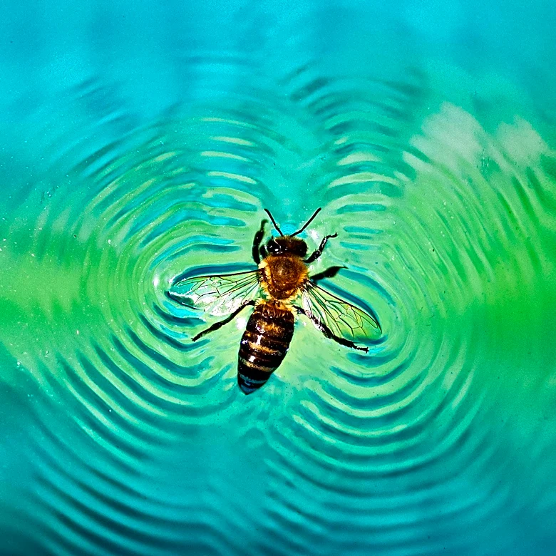 Bee Swarm Incident at Intel Campus in Chandler Hospitalizes Three, Treats Seven Others