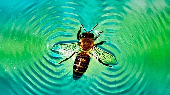 Bee Swarm Incident at Intel Campus in Chandler Hospitalizes Three, Treats Seven Others