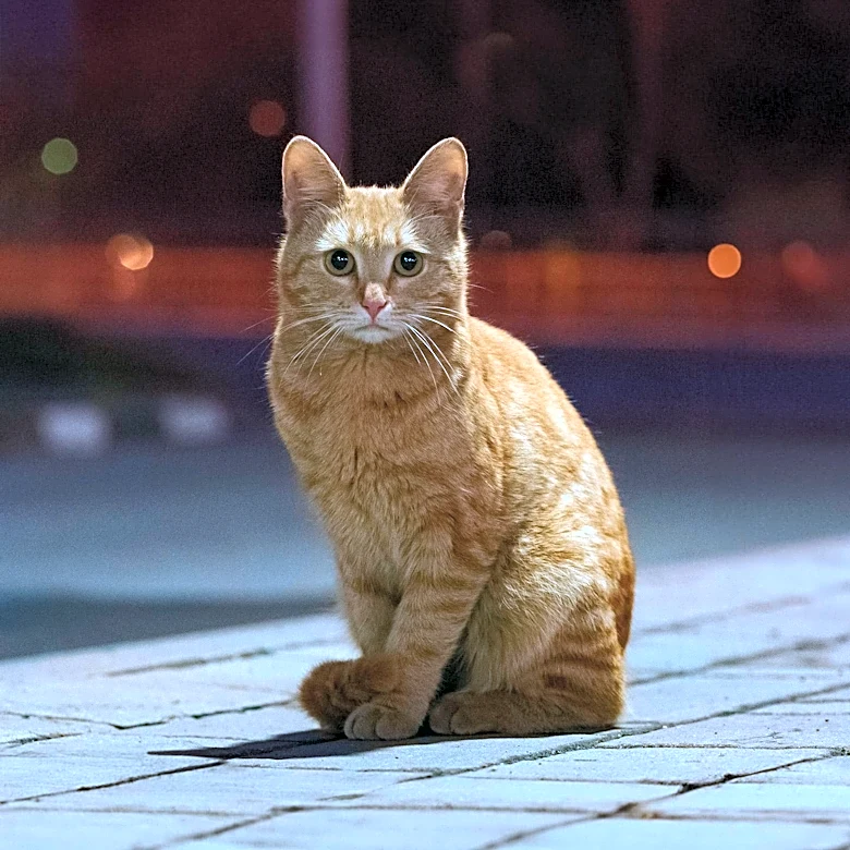 Beloved NYC Bodega Cat Jabal Returned After Community Outcry and Police Intervention