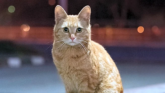 Beloved NYC Bodega Cat Jabal Returned After Community Outcry and Police Intervention