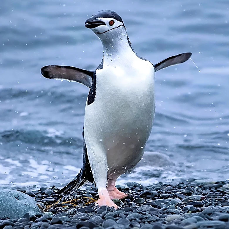 Antarctic Chinstrap Penguin Nests Decline by 59% Over 45 Years, Drone Survey Reveals
