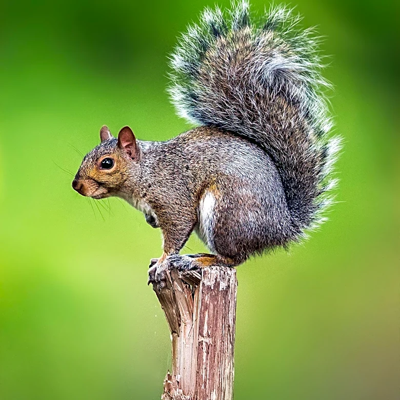 Squirrel Causes Explosion and Power Outage for Thousands in Castle Rock