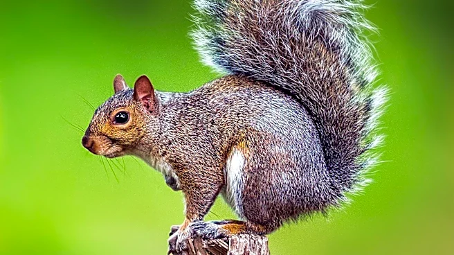 Squirrel Causes Explosion and Power Outage for Thousands in Castle Rock
