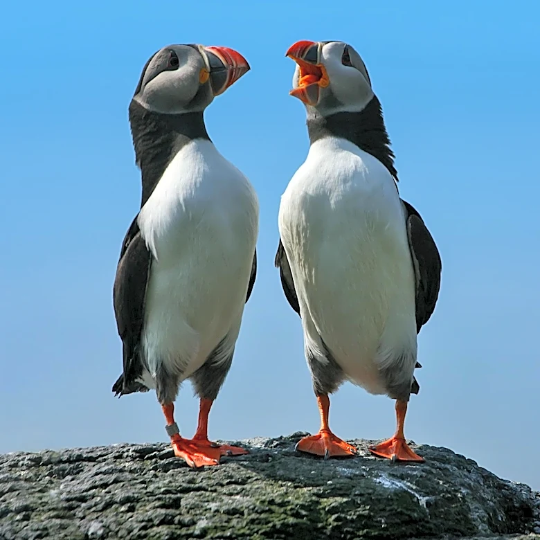 Point Defiance Zoo Puffins Died from Rare Avian Chlamydia abortus, Tests Confirm