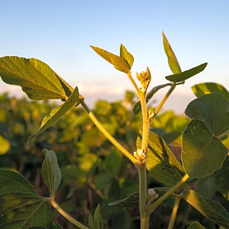 CRISPR-Combo System Accelerates Gene-Edited Crop Regeneration, Addressing Agricultural Bottleneck