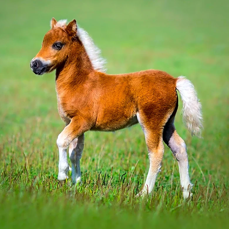 Newton Resident Fights City Over Miniature Horse Amid Zoning and Odor Complaints