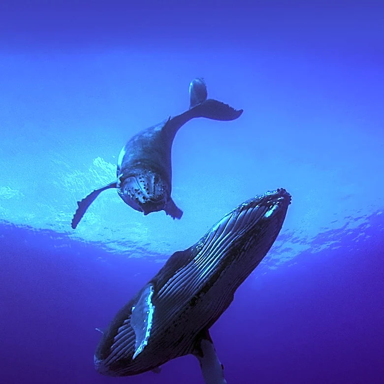 Marine Heatwave Linked to Significant Decline in Hawaiian Humpback Whale Population