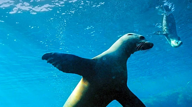 Swimmers Encounter Aggressive Sea Lion in San Francisco Bay, Raising Concerns About Domoic Acid Toxicity