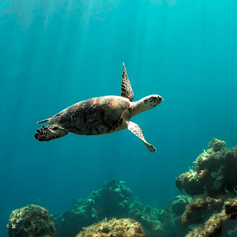 Sustainable Seas Trust Reflects on 20 Years of Marine Conservation in Africa, Emphasizing Systems-Based Solutions