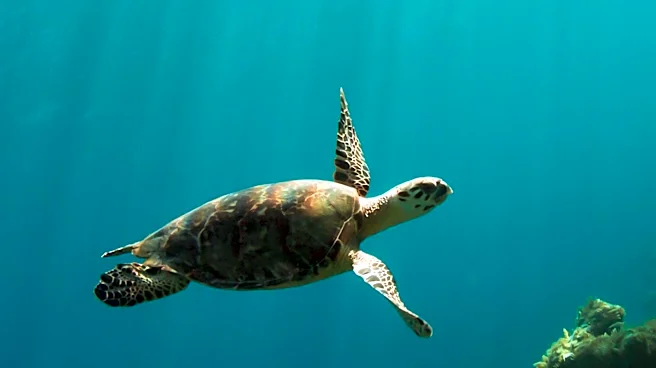 Sustainable Seas Trust Reflects on 20 Years of Marine Conservation in Africa, Emphasizing Systems-Based Solutions