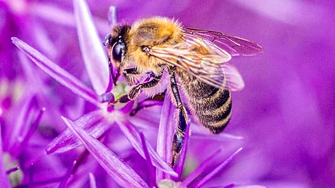 Colorado Governor Jared Polis Issues Executive Order to Enhance Pollinator Protections