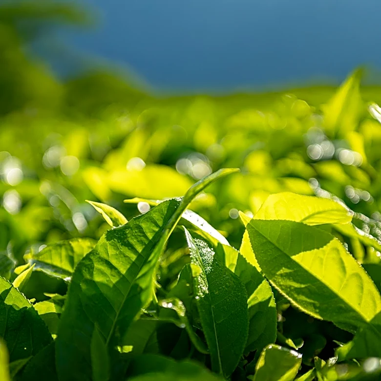 University of Hawaiʻi at Mānoa Receives $3.6 Million Grant to Study Hidden Health Risks from Plantation Era