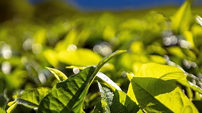 University of Hawaiʻi at Mānoa Receives $3.6 Million Grant to Study Hidden Health Risks from Plantation Era