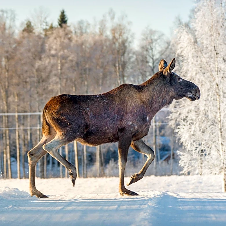 Federal Subsistence Board Rejects Emergency Moose Hunting Closure in Unit 13, Alaska