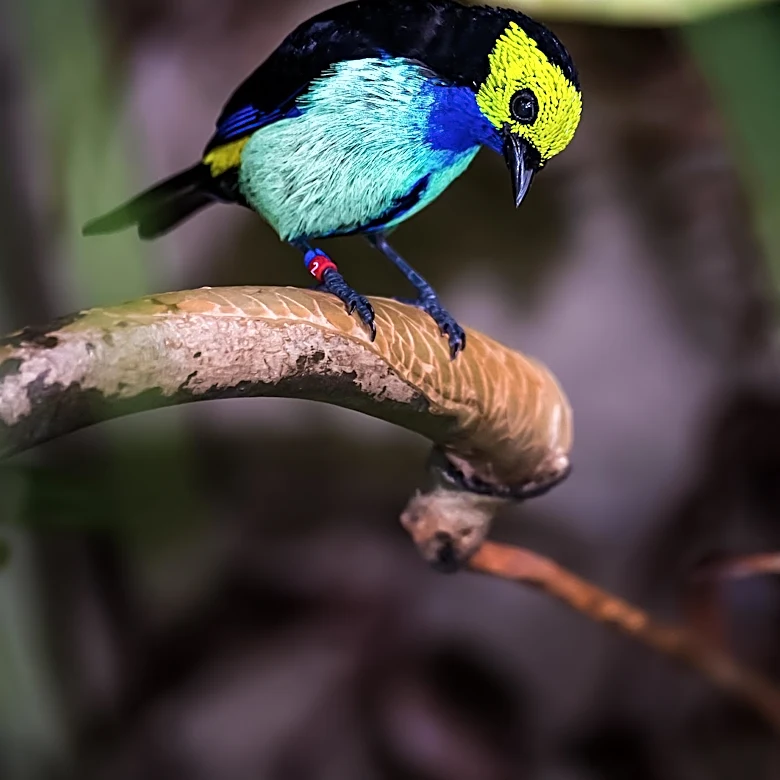 Eastern Oregon University Graduate Gains International Bird-Banding Experience in Ecuador