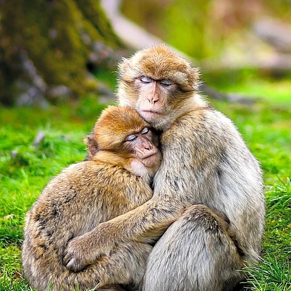 Barbary Macaque Tooth Discovery in Germany Reveals Ancient European Range
