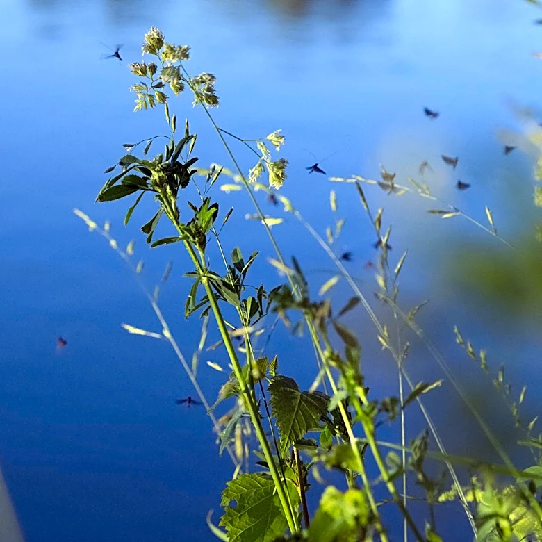 National Park Service Monitors Invasive Plants and Water Quality in 16 Units