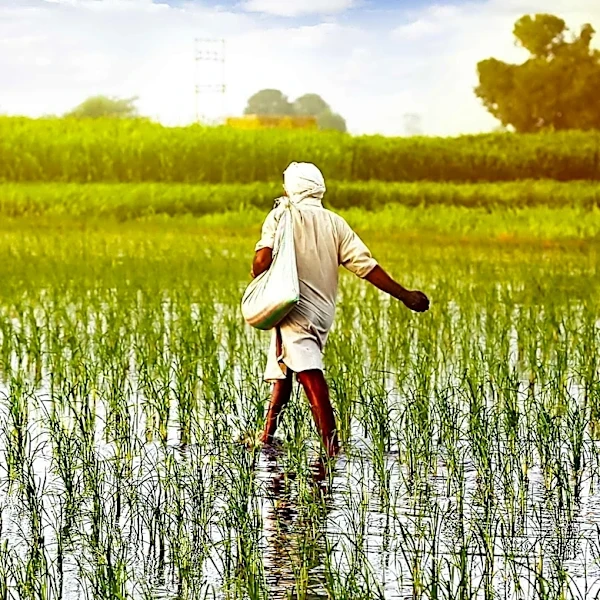 India's Rice Production Decline Expected to Drive Global Price Increases Amidst 'Climateflation'