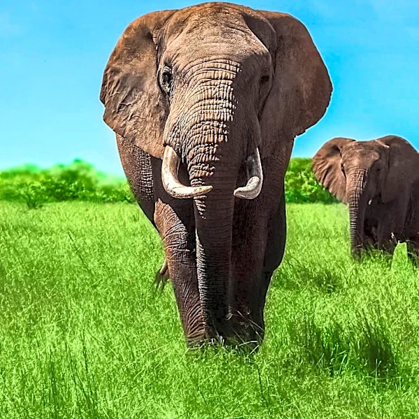 Duchess Sophie Experiences First Elephant Safari in Zambia, Engages in Conservation Efforts