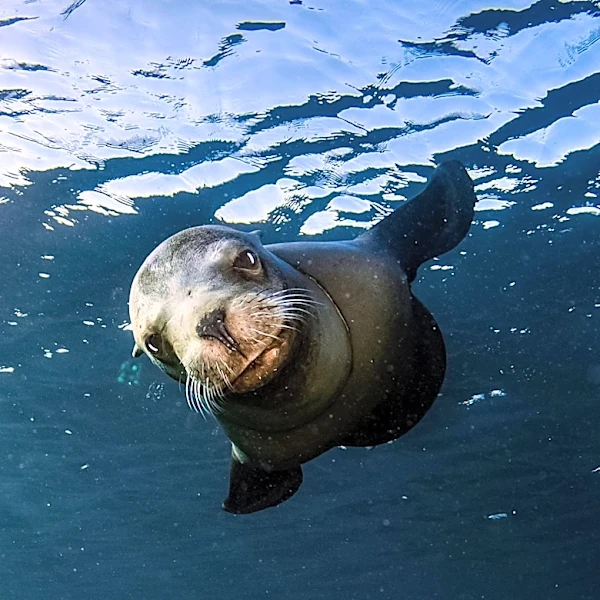 U.S. House Committee Advances Bill to Expand Culling of Salmon-Eating Seals and Sea Lions